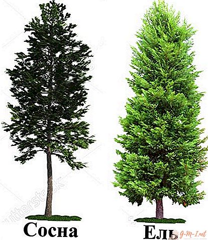 Koja je razlika između stabla i bora