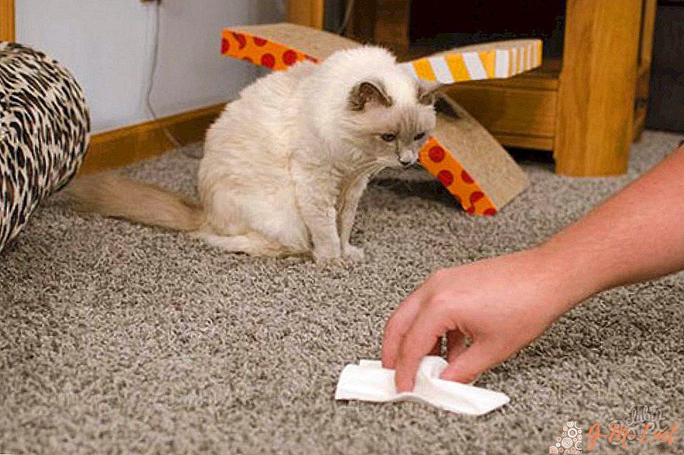 Hoe de geur van kattenurine van het tapijt te verwijderen