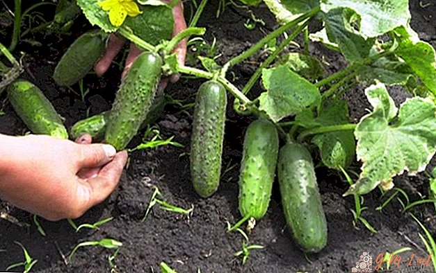 Salatalık Kılıfları: Yararlı Mevsimsel Büyüme İpuçları için Hızlı Kılavuz