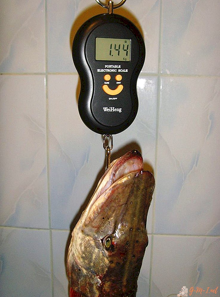 Electronic scales for the fisherman: what is it?