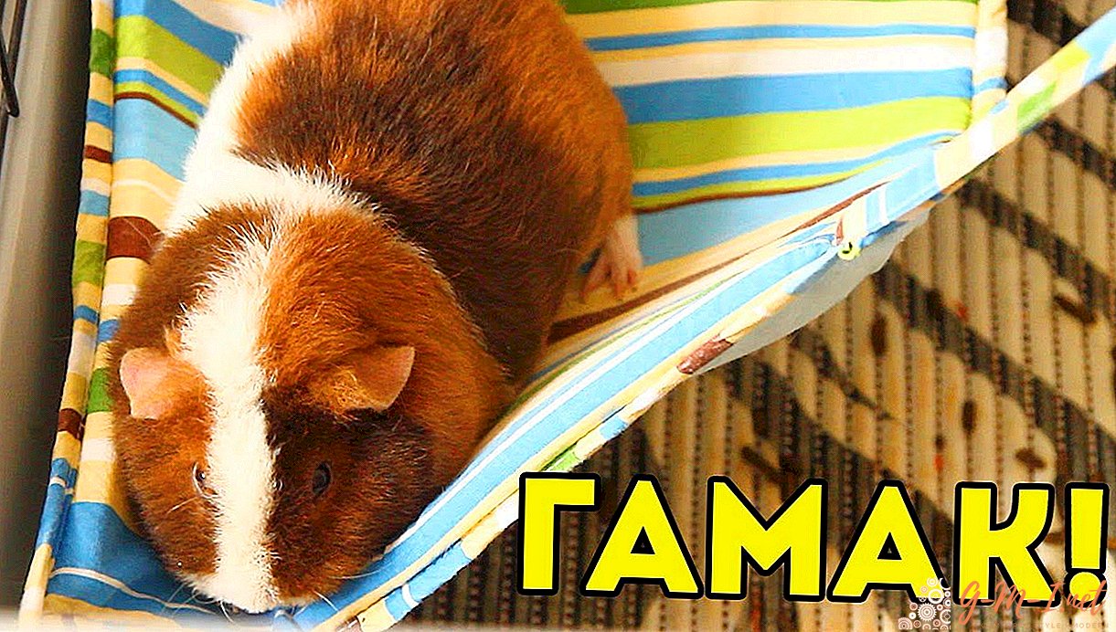 DIY hammock for guinea pig