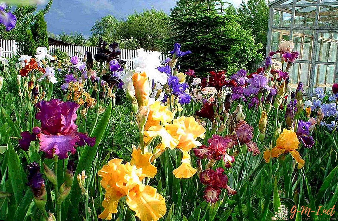 Iris in May: features of care