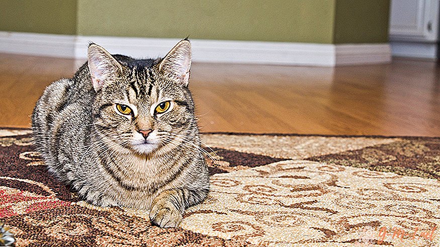So entfernen Sie Katzenurin von einem Teppich
