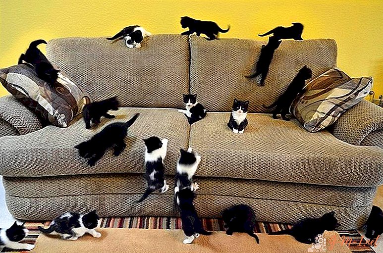 So entfernen Sie den Geruch von Katzenurin von der Couch
