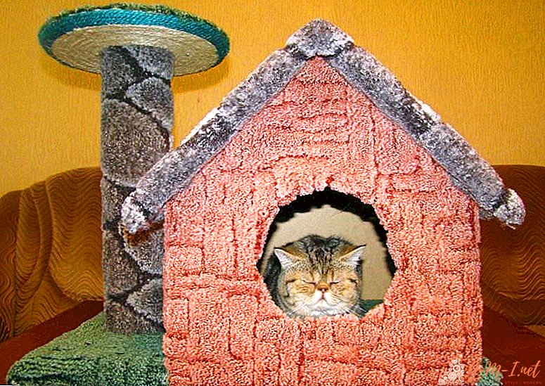 Was für ein Teppich für ein Katzenhaus