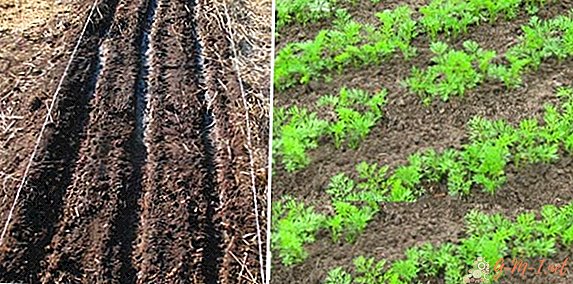 May sowing carrots: is it worth it?
