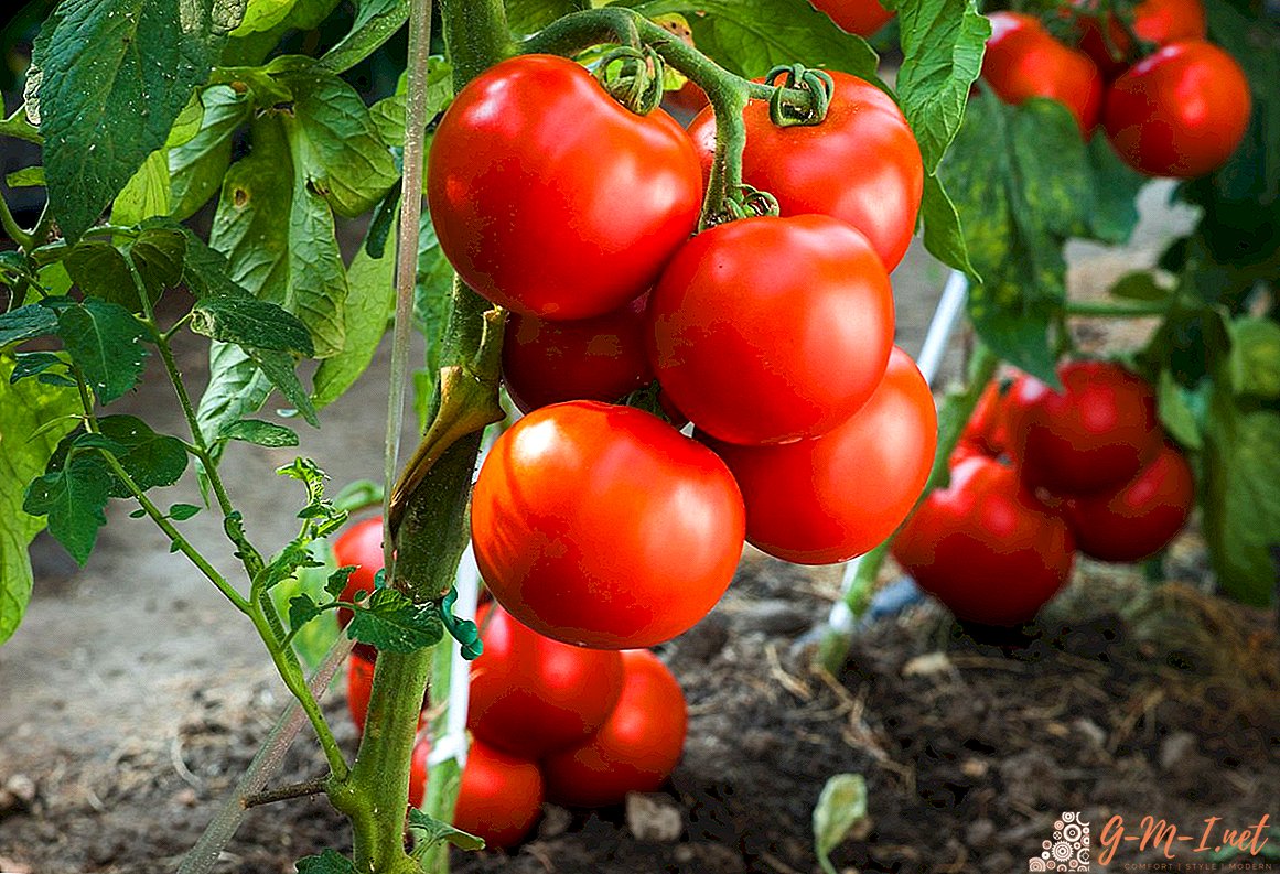 قد زرع الطماطم: هل هناك أي نقطة في إضاعة الوقت أو المال على الشتلات؟
